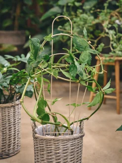 Blomsterpottespalier