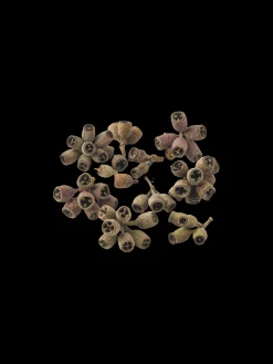 Eukalyptusfrugt
