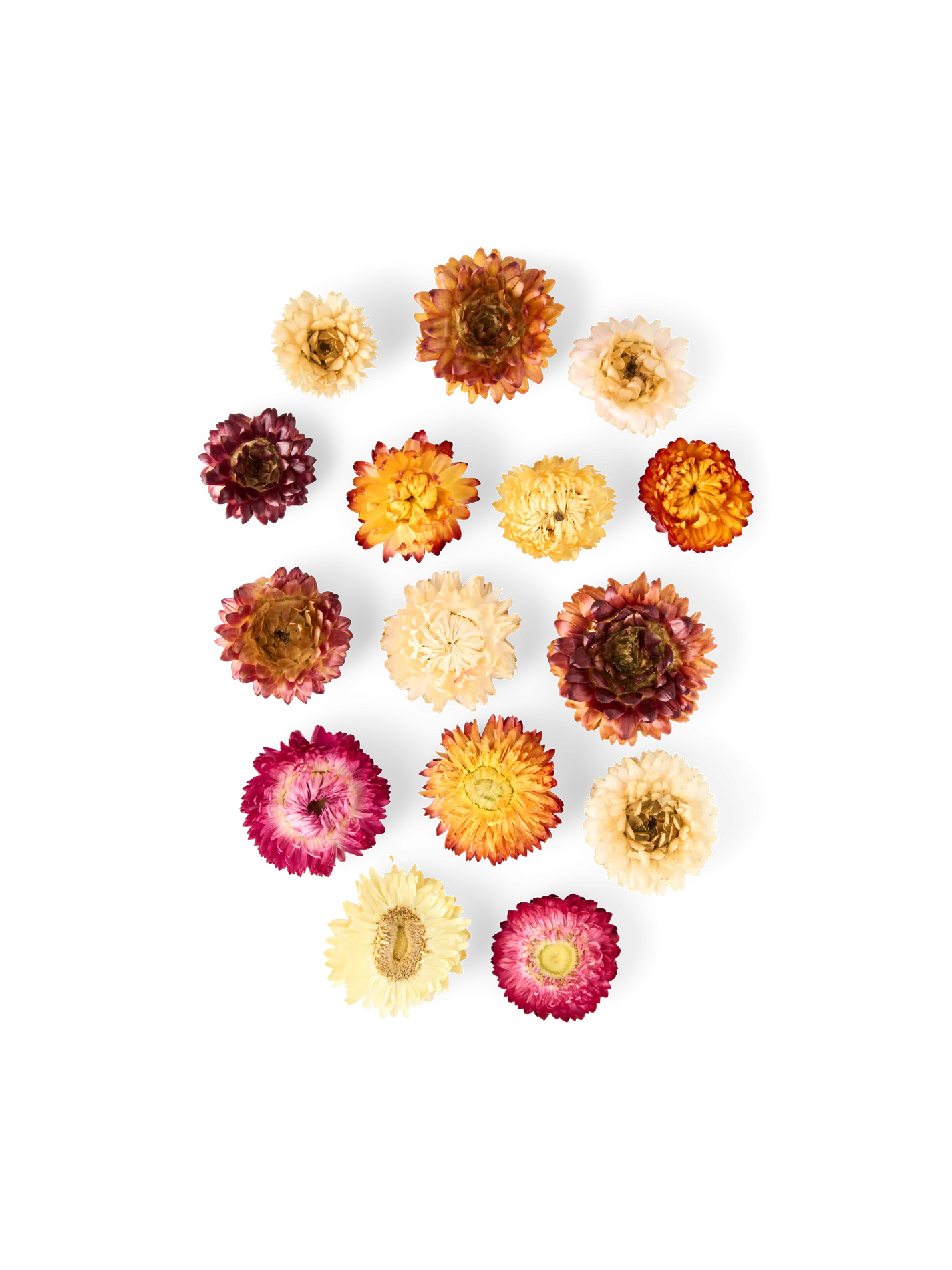 Tørrede blomsterhoveder