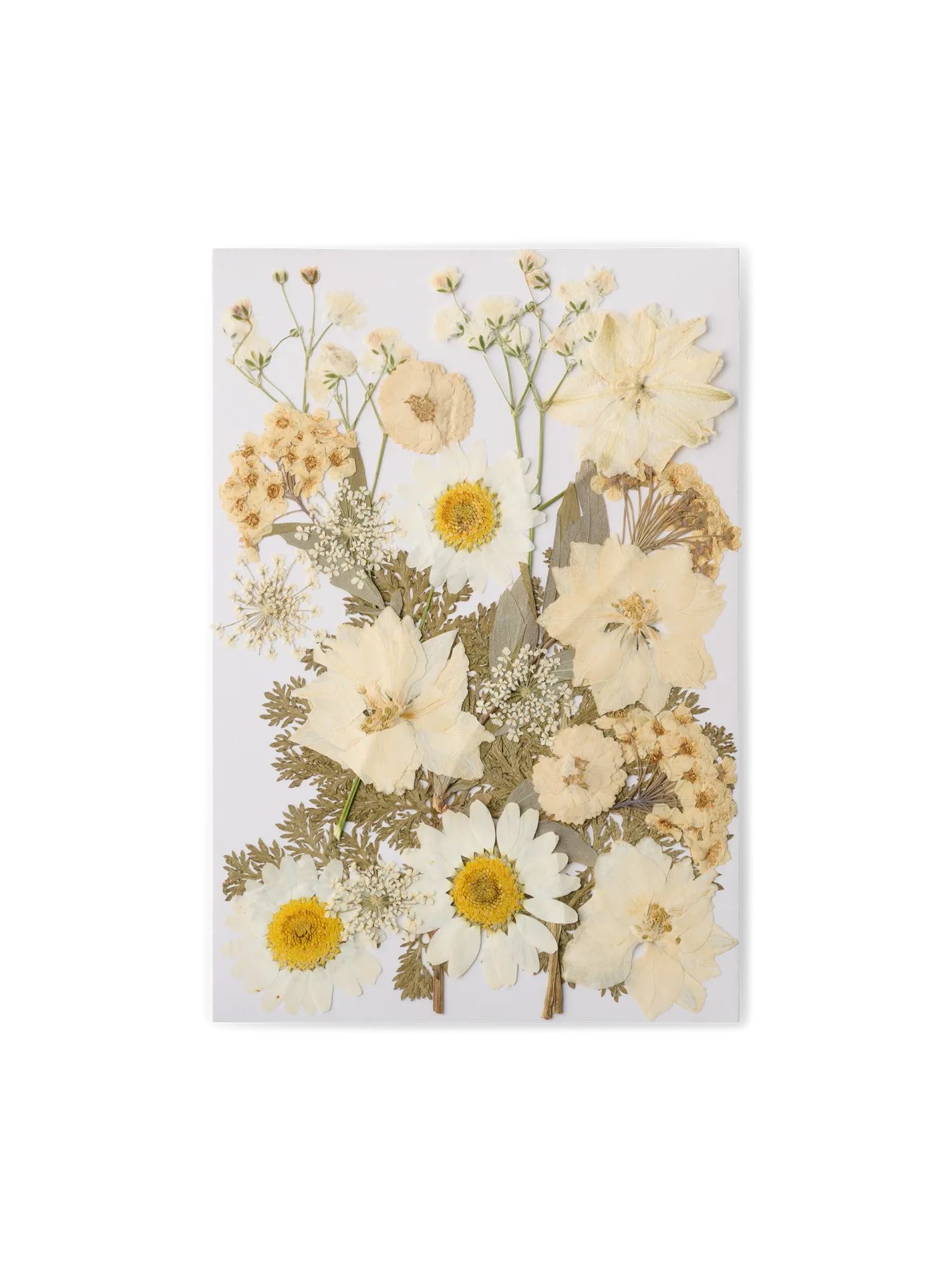 Tørrede blomsterhoveder